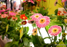 The new line comes in 2 series: the Endless series and the Tropical series. The Endless series consists of single-flowered gerberas.